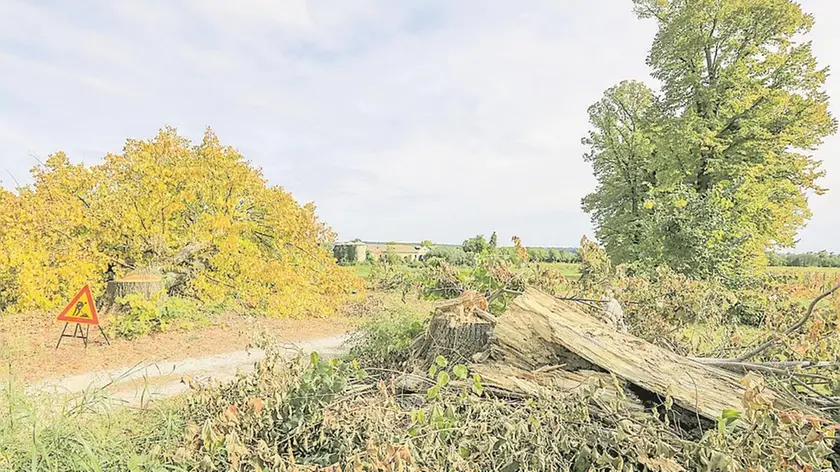 Uno degli alberi segati in questi giorni in viale dei Tigli a Maser, vicino a villa Barbaro