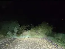 Via Cavalier a Valdobbiadene bloccata da un albero caduto nella notte