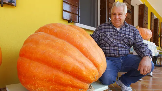 DeMarchi Resana Franco Trevisan con la zucca gigante DeMarchi Resana Franco Trevisan con la zucca gigante