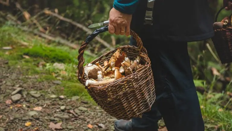 Un raccoglitore di funghi. A Biadene un abusivo ha aggredito un'anziana