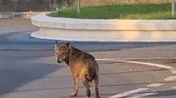 Un lupo avvistato nei mesi scorsi in centro a Cappella Maggiore