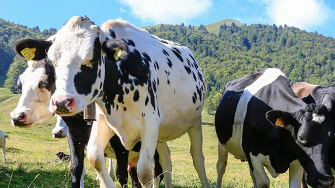 Ferrazza Monte Grappa i luogi della domenica MALGA MURE
