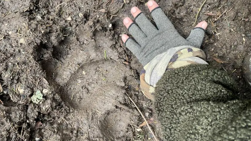 Un’impronta d’orso fotografata qualche mese fa in Cansiglio