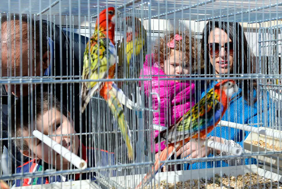 DeMarchi Montebelluna fiera degli uccelli