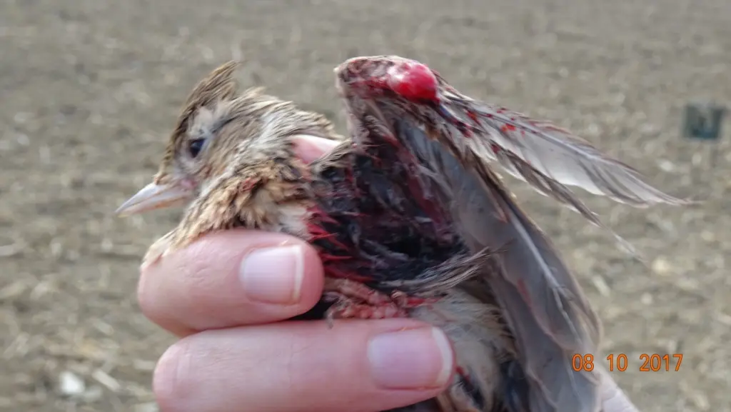 Un uccellino usato come richiamo vivo cui sono state mutilate le ali