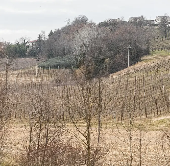 Allegranzi Conegliano Il vigneto del Calciatore Del Piero