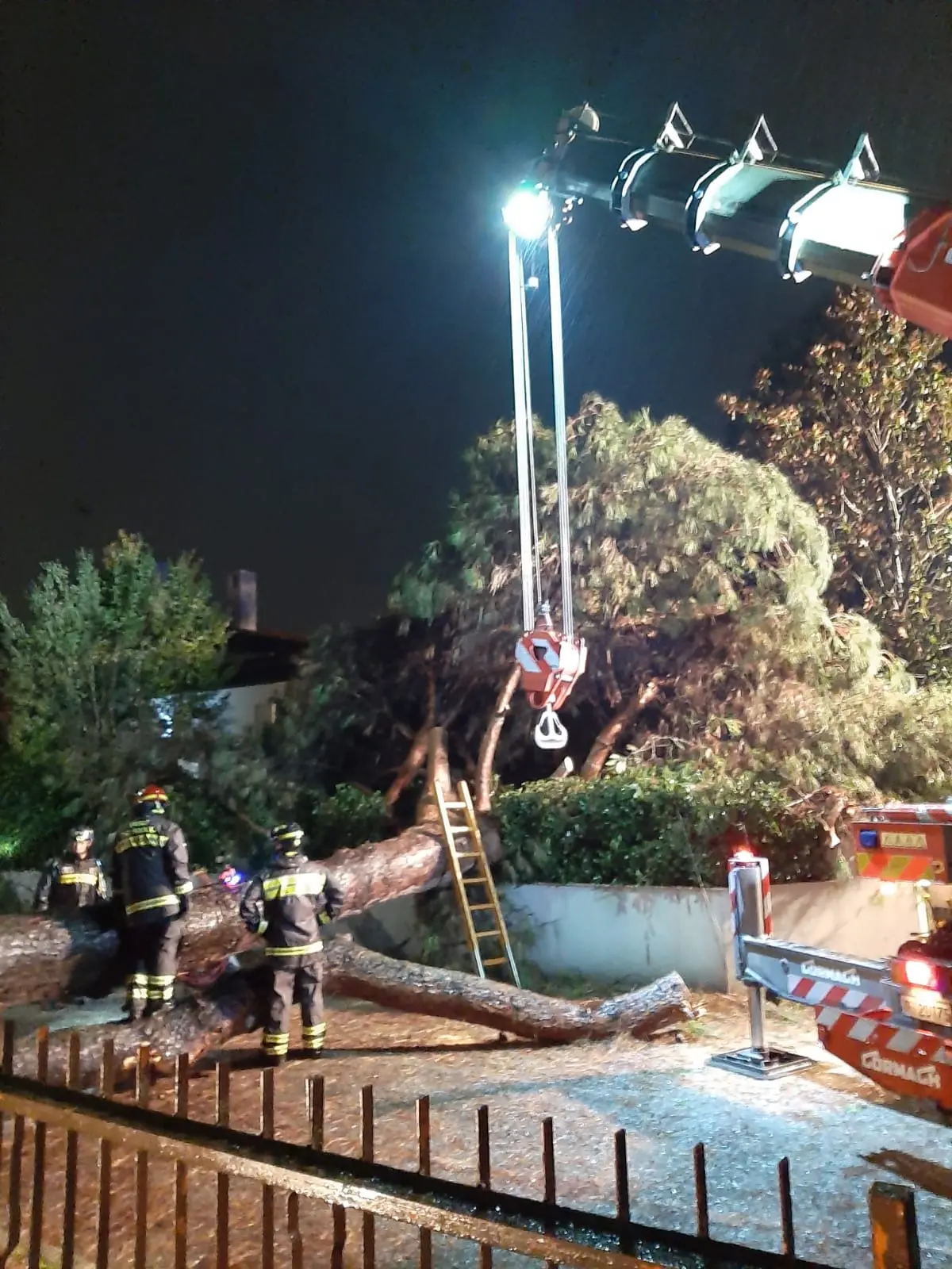 L'albero caduto a Mogliano