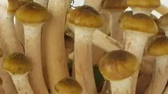 Ad Alano la festa dei ciodet