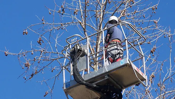Operaio a lavoro per potare gli alberi