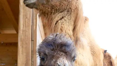 DeMarchi Torreselle zoo ristorante al Casolare nato un cammello