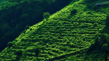 Un’immagine dei vigneti dove viene coltivato il vero prosecco docg