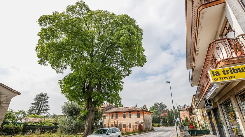 Lo storico bagolato di casa Bergamo a Montebelluna