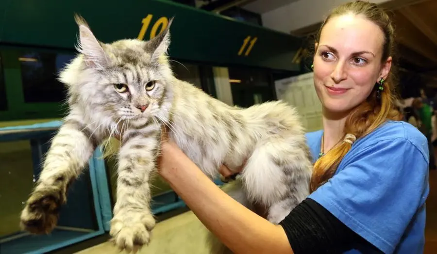 DE MARCHI AG.FOTOFILM TREVISO -I GATTI PIU' BELLI DEL MONDO- A IPPODROMO S. ARTEMIO