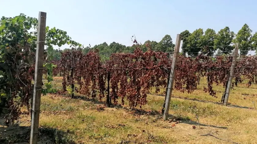 Vigneti colpiti dalla flavescenza dorata