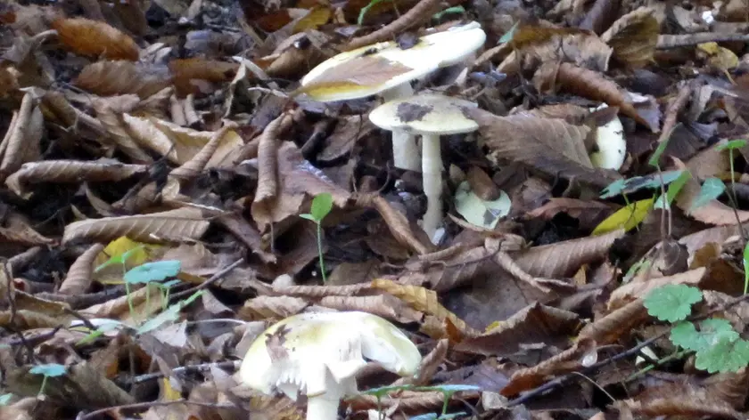 Alcuni esemplari di funghi velenosi