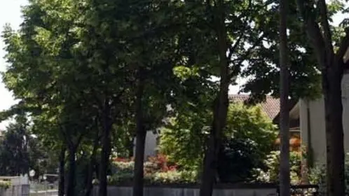 ZAGO TREVISO ALEBRI CHE VERRANO TAGLIATI IN VIA SANTA BONA VECCHIA TAGLIO ALBERI VIA SANTA BONA VECCHIA
