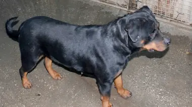 Un rottweiler ha «scatenato» la lite in centro
