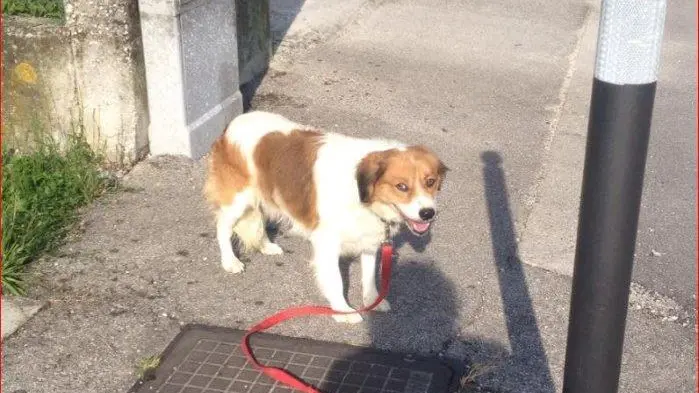 Il cane è stato lasciato per strada