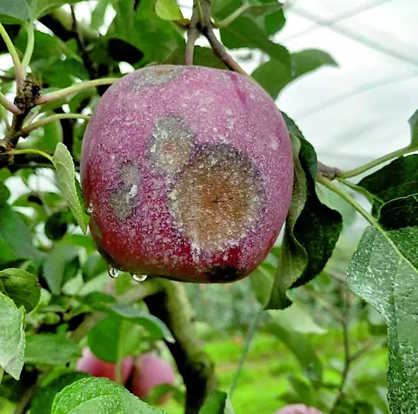 Frutta rovinata per via del maltempo