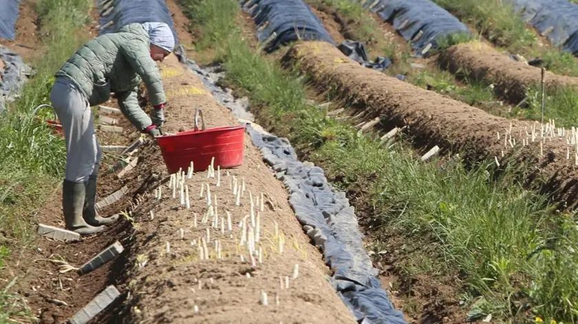La raccolta dell’asparago bianco di Cimadolmo Igp