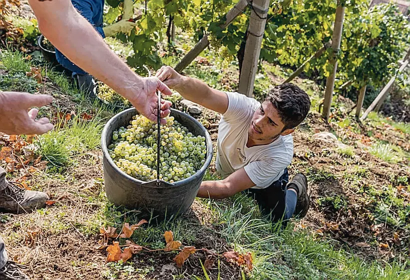 SIMBOLO VENDEMMIA raccolta UVA i vigneti sui Colli EUganei