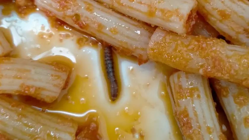 Il piatto di pasta al pomodoro dove è stata trovata la larva