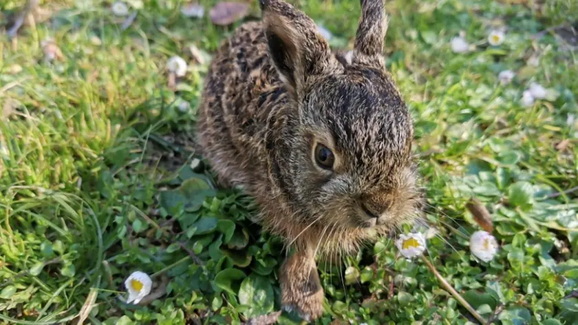 Una lepre. Gli animalisti chiedono di fermare la gara prevista nel Trevigiano