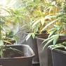 Piante di marijuana