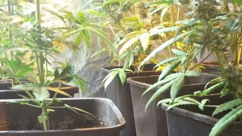 Piante di marijuana