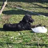 Il cane Ercole