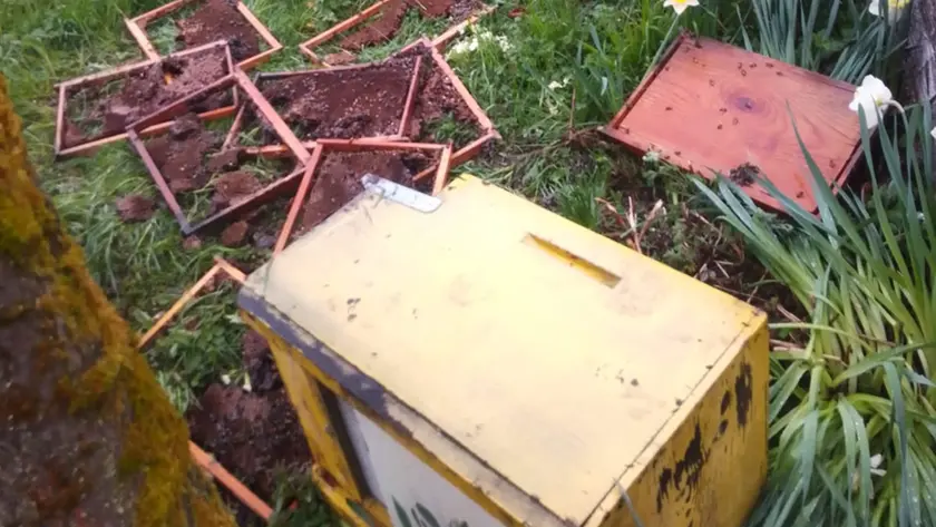 L'alveare distrutto dall'orso a Feltre