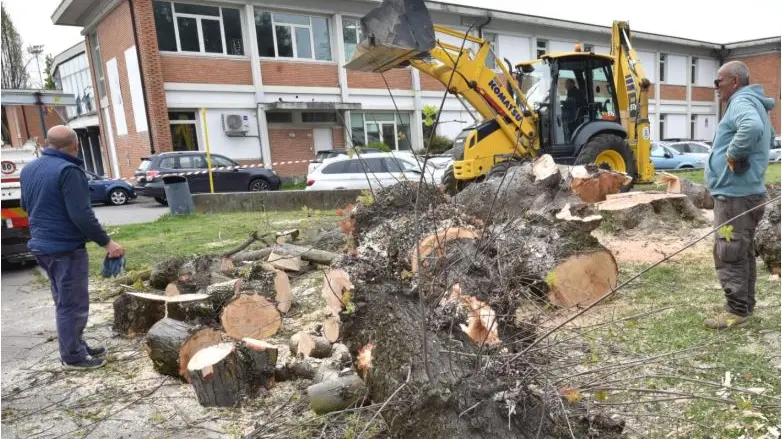 Gli aceri abbattuti a Conegliano