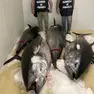 Pesce sequestrato dalla Guardia di finanza