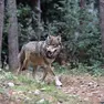 Un lupo nel boschi del Bellunese