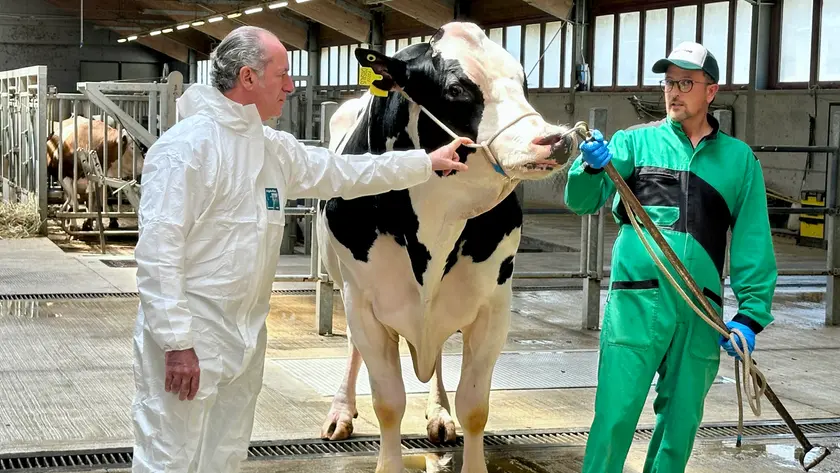 Il presidente Zaia con il super toro Crisalis
