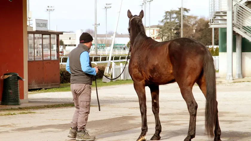 Per i cavalli dell’ippodromo Sant’Artemio è in arrivo un weekend... con i Pinguini