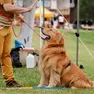 La Dog Challenge arriva a Casale sul Sile il 15 giugno