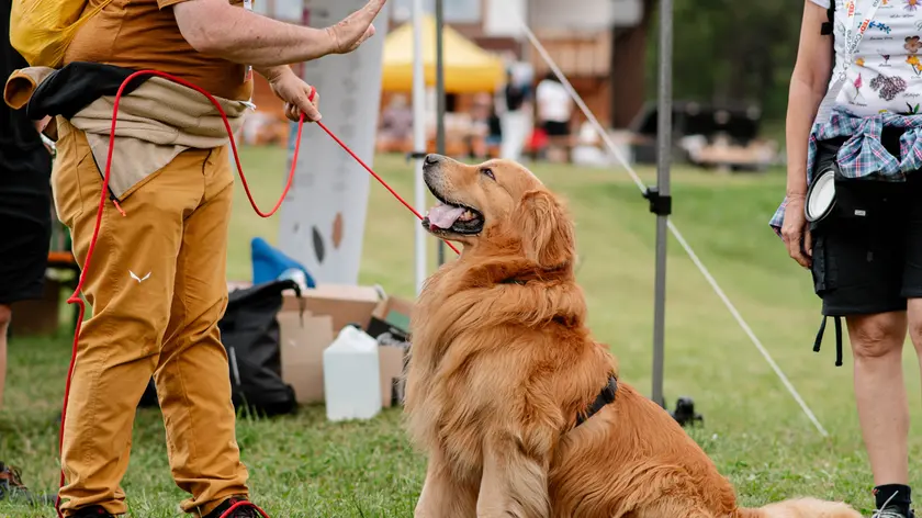 La Dog Challenge arriva a Casale sul Sile il 15 giugno