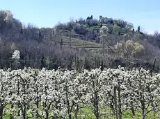La fioritura dei ciliegi in primavera nelle colline del Veneto (qui sopra la zona del Soave)
