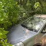 L'albero caduto sopra alla macchina