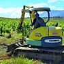 Lavori in un vigneto. A Valdobbiadene estirpate le viti colpite dalla flavescenza dorata