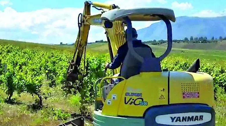 Lavori in un vigneto. A Valdobbiadene estirpate le viti colpite dalla flavescenza dorata
