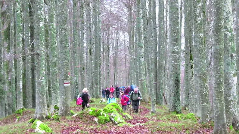 Escursionisti in autunno tra i faggeti del bosco del Cansiglio