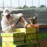 Stelio Pizzolato al lavoro con le sue arnie