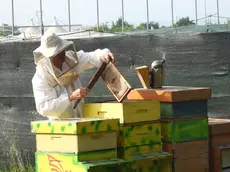 Stelio Pizzolato al lavoro con le sue arnie
