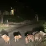 La famiglia di cinghiali avvistata a Conegliano