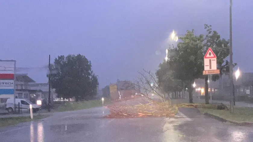 L'albero caduto sulla Pontebbana