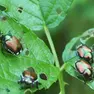 Alcuni esemplari di popilia Japonica (o scarabeo giapponese)