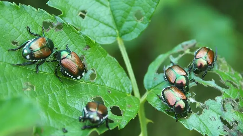 Alcuni esemplari di popilia Japonica (o scarabeo giapponese)