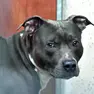 Un pitbull ha sventato il delitto (foto d'archivio)